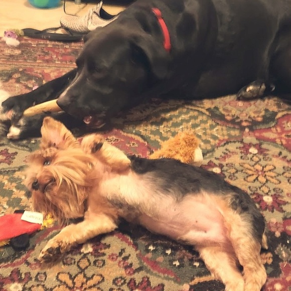 Meet your Posher, Emily - Picture 2 of 2